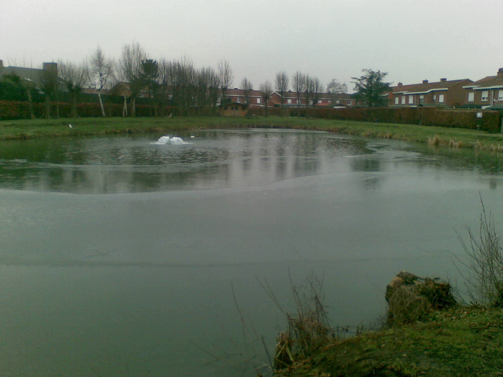Visvijver Dadizele