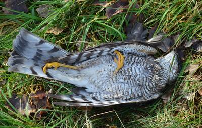 Aanpak vogelgriep